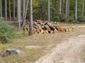 [Hearth.com] Future Tree Identification