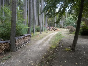 [Hearth.com] Future Tree Identification