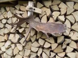 [Hearth.com] Some birch for me & some for the moose