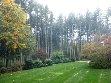 [Hearth.com] Future Tree Identification