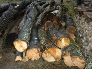 [Hearth.com] Future Tree Identification