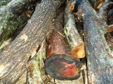 [Hearth.com] Future Tree Identification