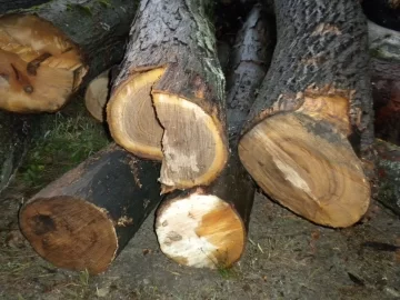 [Hearth.com] Future Tree Identification