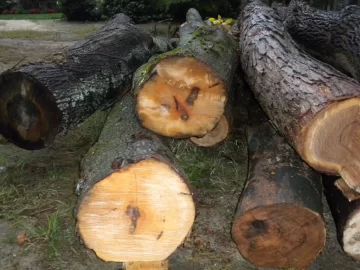 [Hearth.com] Future Tree Identification