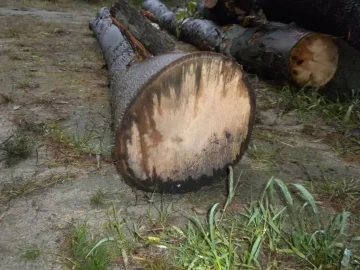 [Hearth.com] Future Tree Identification