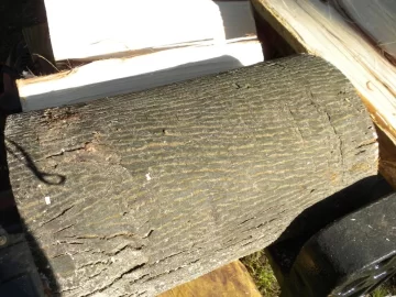 [Hearth.com] Tree ID?