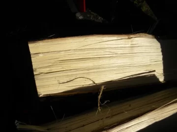 [Hearth.com] Tree ID?