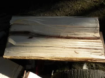 [Hearth.com] Tree ID?
