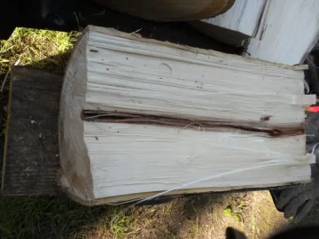 [Hearth.com] Tree ID?