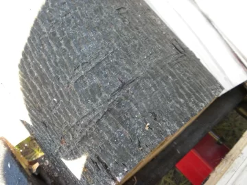[Hearth.com] Tree ID?