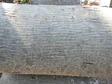 [Hearth.com] Tree ID?