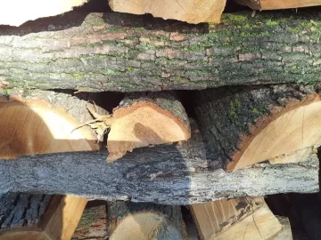 [Hearth.com] Tree ID?