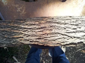 [Hearth.com] Tree ID?