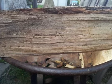 [Hearth.com] Tree ID?