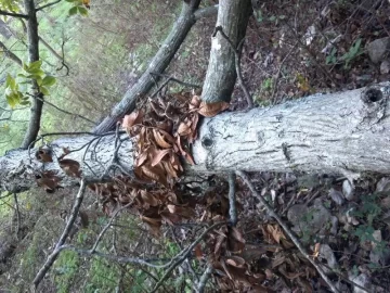 [Hearth.com] Need a Tree ID