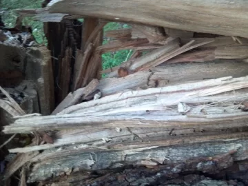[Hearth.com] Need a Tree ID