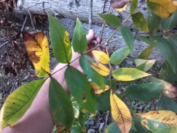 [Hearth.com] Need a Tree ID