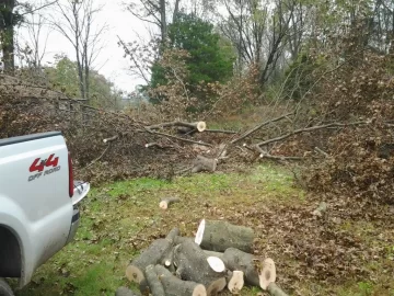 [Hearth.com] Oak from felled tree
