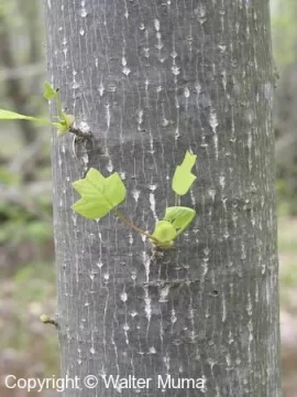 [Hearth.com] Tree ID?