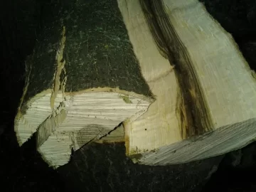 [Hearth.com] Oak from felled tree
