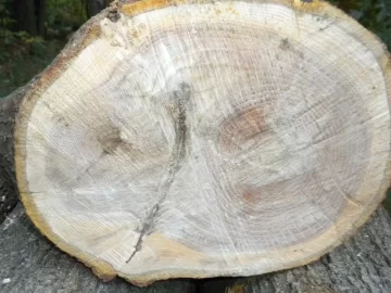 [Hearth.com] Log 4 ID...I'm Thinking Red Oak
