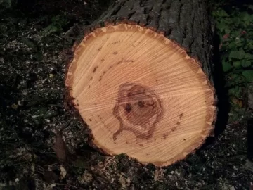 [Hearth.com] Need a Tree ID