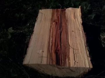 [Hearth.com] Need a Tree ID