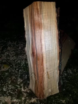 [Hearth.com] Need a Tree ID