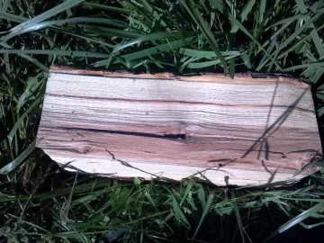 [Hearth.com] Need a Tree ID