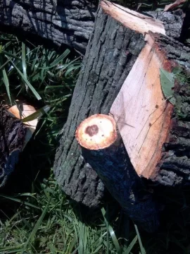 [Hearth.com] Need a Tree ID