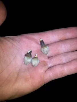 [Hearth.com] Need a Tree ID