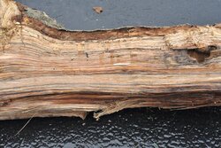 wood id help