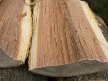 [Hearth.com] Log 4 ID...I'm Thinking Red Oak