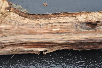 [Hearth.com] Log 4 ID...I'm Thinking Red Oak