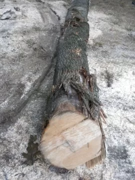 [Hearth.com] Log 5 ID, Maple?