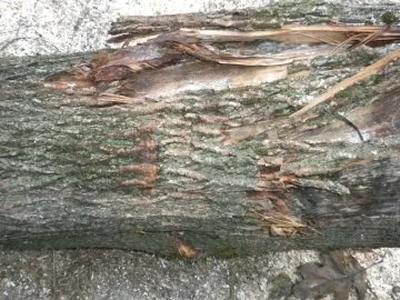[Hearth.com] Log 5 ID, Maple?