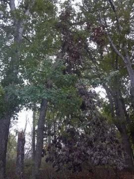[Hearth.com] Need a Tree ID