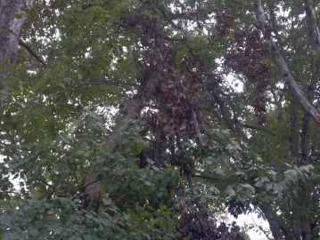 [Hearth.com] Need a Tree ID