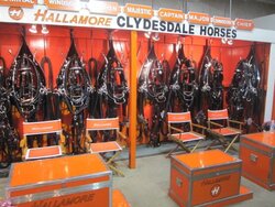 An Insiders Look At The Budweisers Clydesdales Training...