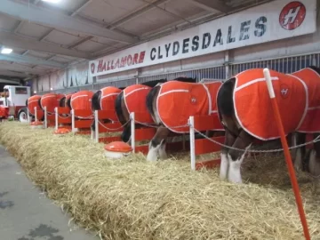 [Hearth.com] An Insiders Look At The Budweisers Clydesdales Training...