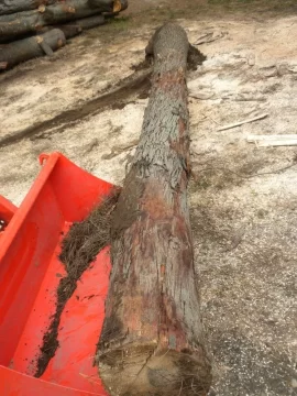 [Hearth.com] Log 7 Id, Looks like another hickory to me. Shagbark?