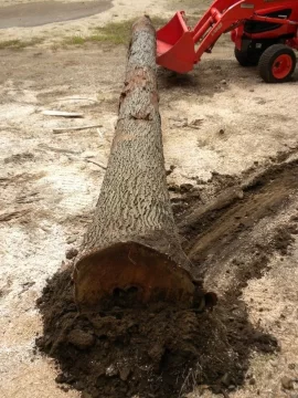 [Hearth.com] Log 7 Id, Looks like another hickory to me. Shagbark?