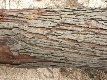 [Hearth.com] Log 7 Id, Looks like another hickory to me. Shagbark?