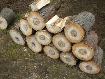 [Hearth.com] Log 7 Id, Looks like another hickory to me. Shagbark?