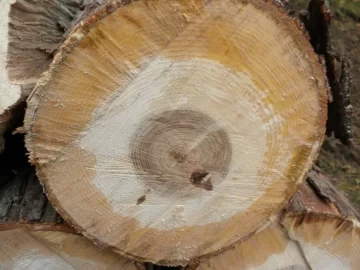 [Hearth.com] Log 7 Id, Looks like another hickory to me. Shagbark?