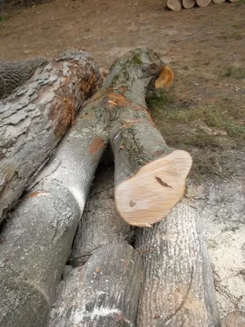 [Hearth.com] Log8 Id please.  Maple Maybe?