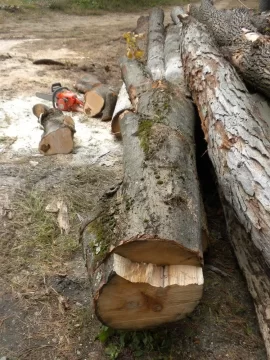 [Hearth.com] Log8 Id please.  Maple Maybe?