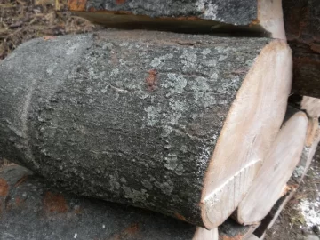 [Hearth.com] Log8 Id please.  Maple Maybe?