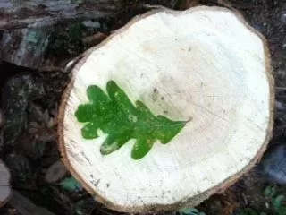 [Hearth.com] Luck of the Irish.......