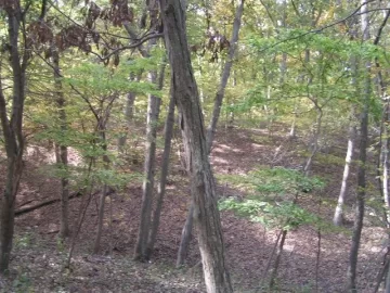 [Hearth.com] Log 7 Id, Looks like another hickory to me. Shagbark?